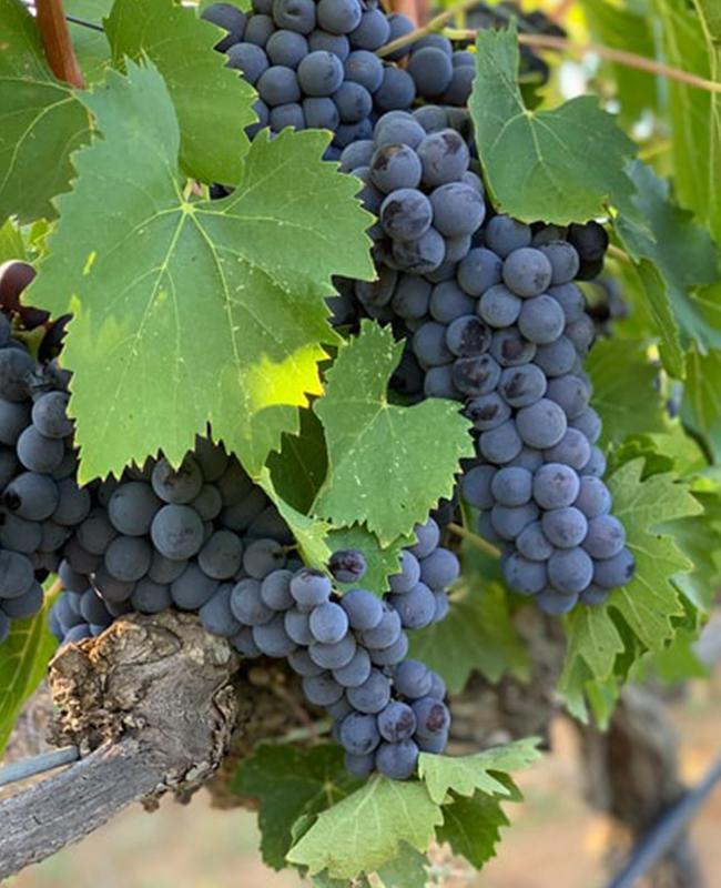 MONTEPULCIANO: THE TOWN ON THE CLIFF